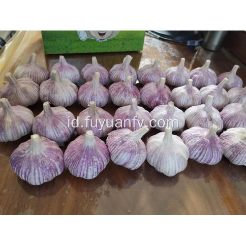 Cara mengeringkan bawang putih baru